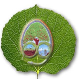 Logo Douwe's site